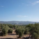 OLEOTURISMO EN JAEN CON RUTAS DEL OLIVO