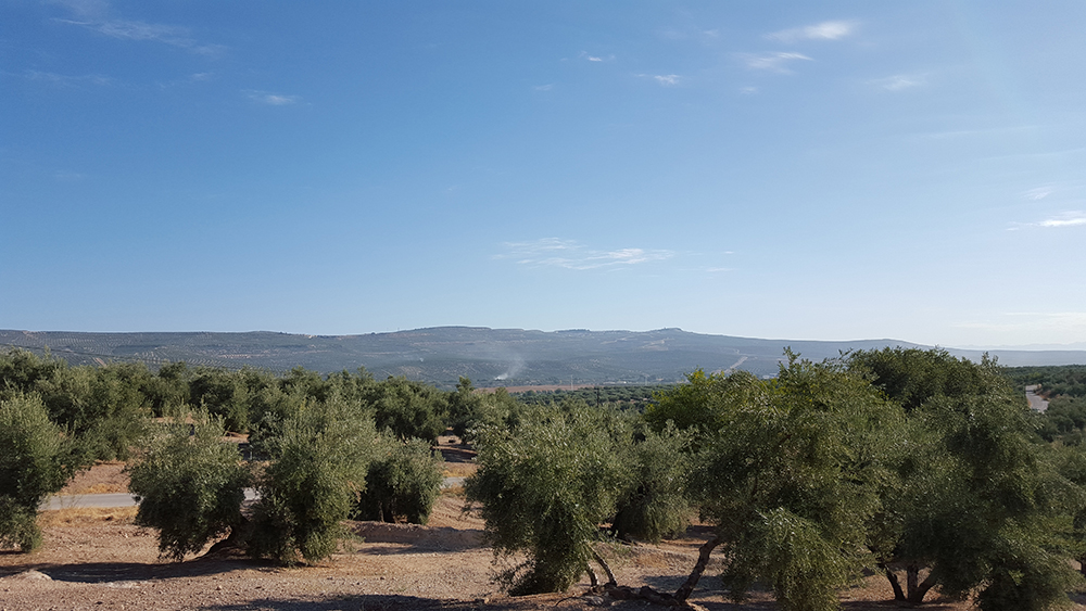 Oleoturismo en Jaén: experiencias únicas con Rutas del Olivo