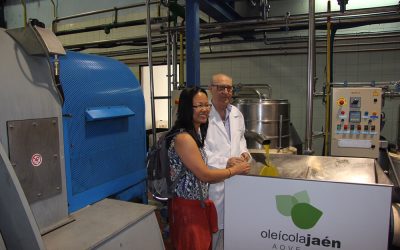 Visitas a almazaras: descubre el proceso del aceite de oliva con Rutas del Olivo