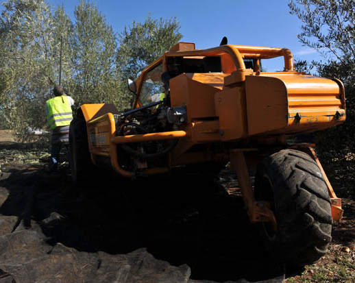 visita a fincas de olivos