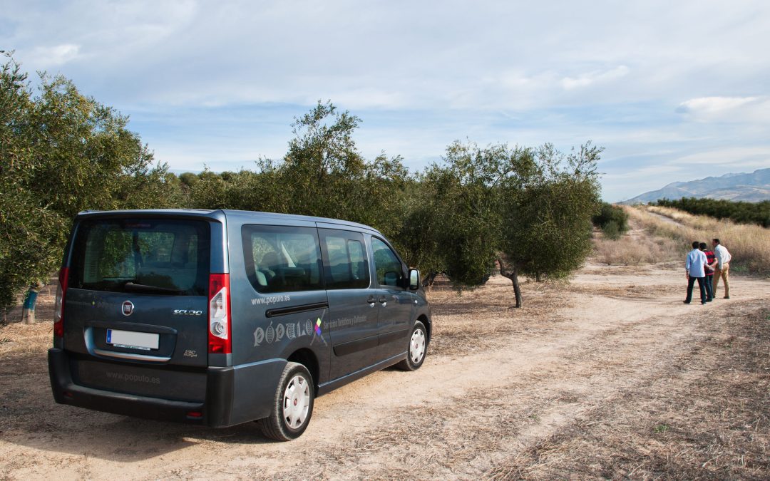 Visita a fincas de olivos: una experiencia auténtica entre los campos de Jaén
